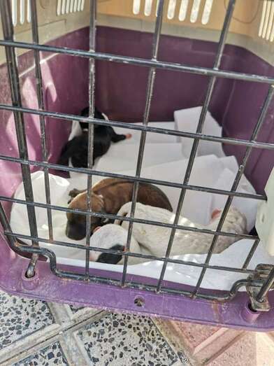 Animales rescatados/TA.